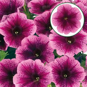 Afbeelding van Petunia P12 Fuchsia